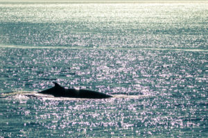 Petit rorqual à Tadoussac